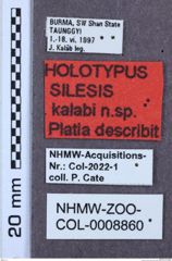 Etikette zu Silesis kalabi (Platia, 2006) (NHMW-ZOO-COL-0008860)